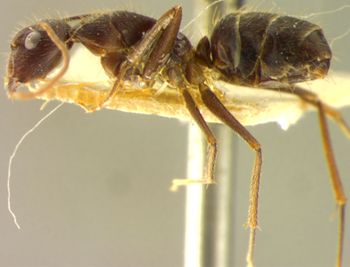 Media type: image; Entomology 21494   Aspect: habitus lateral view